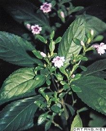 孩兒草屬 孩兒草屬