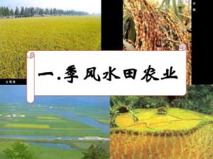 季風水田農業 季風水田農業