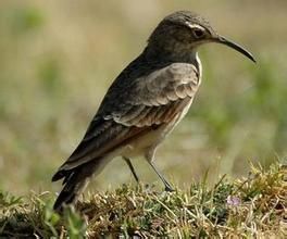 細嘴掘穴雀 細嘴掘穴雀