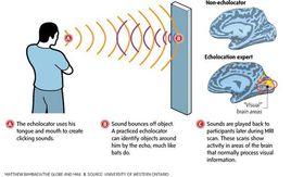 海豚兒童 海豚兒童