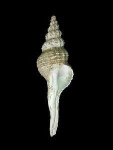 圓長旋螺 圓長旋螺