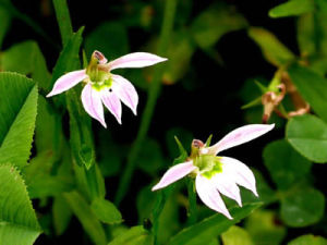 三翅半邊蓮 三翅半邊蓮