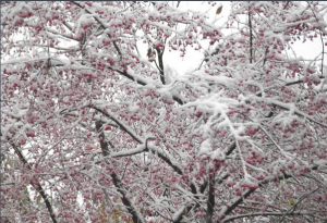 雪中的聖果