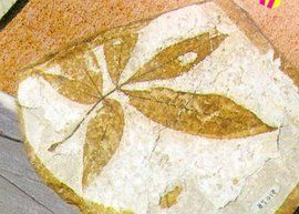 實體化石 實體化石