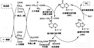 嘌呤核苷酸循環