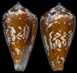 馬尾藻芋螺 馬尾藻芋螺