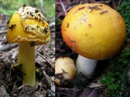 真核生物 真核生物