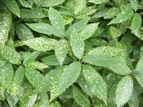 西藏桃葉珊瑚葉 西藏桃葉珊瑚葉