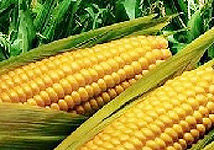 迪卡5號 迪卡5號