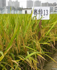 粵特13 粵特13
