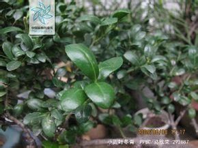 小圓葉冬青 小圓葉冬青