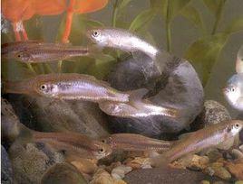 林氏細鯽 林氏細鯽