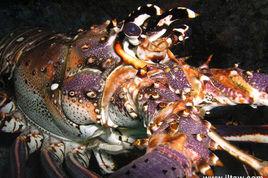 眼斑龍蝦 眼斑龍蝦