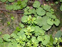 金腰亞屬 金腰亞屬