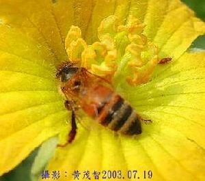 蜂膠防腐