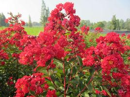 美國紅火箭 美國紅火箭