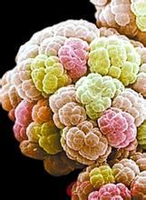 甲基球菌屬 甲基球菌屬