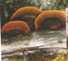 寬褶革褶菌 寬褶革褶菌