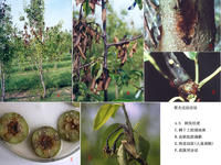 梨火疫病症狀圖