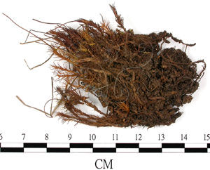 黃尖金髮蘚 黃尖金髮蘚