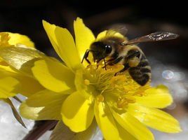 東北黑蜂 東北黑蜂