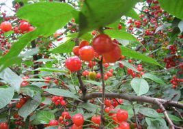 櫻桃溝[西鄉櫻桃溝]