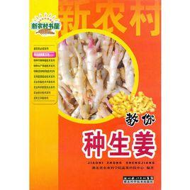 教你種生薑 教你種生薑