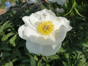 白花芍藥 白花芍藥