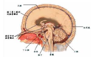 容納腦脊髓液的空間