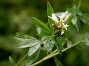 白花野火球 白花野火球