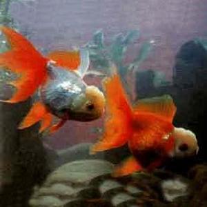 玉印頂高頭 玉印頂高頭