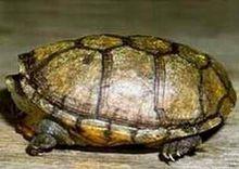 哈雷拉泥龜