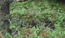 馬驪山上野生鐵皮石斛