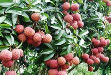 荔枝[水果類植物]