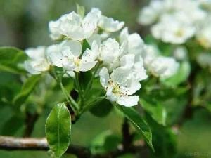 八幡西區 八幡西區