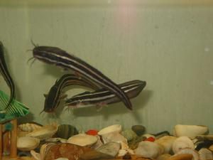 硬頭海鮎 硬頭海鮎