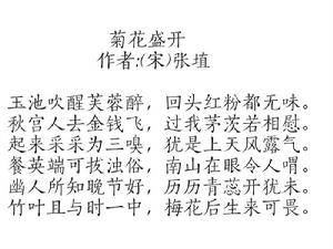 菊花盛開 菊花盛開