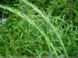 窄穎鵝觀草 窄穎鵝觀草