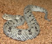 （圖）納米比亞侏膨蝰