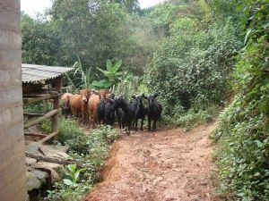樹林頭自然村 樹林頭自然村