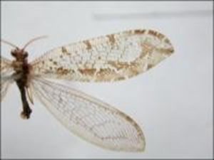 圓柏大痣小蜂 圓柏大痣小蜂