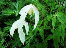 西伯利亞鐵線蓮 西伯利亞鐵線蓮