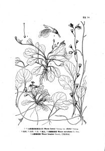 長蔓通泉草 長蔓通泉草