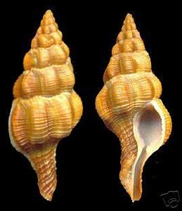 神田旋螺 神田旋螺