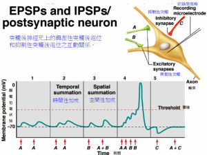 興奮性突觸後電位 興奮性突觸後電位