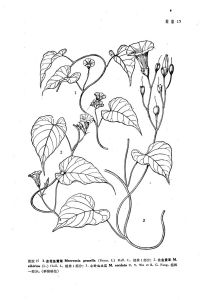 北魚黃草 圖版15: 2