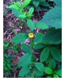 白背忍冬 白背忍冬