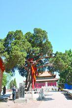 燕都臨易附近的千年古柏