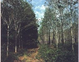  橡膠南美葉疫病菌 