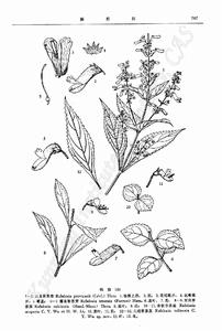 露珠香茶菜 露珠香茶菜